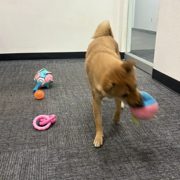 Suite time during boarding at K9 Rox Club